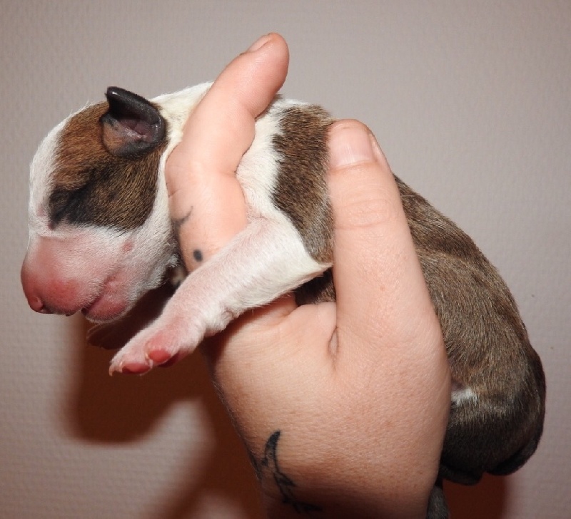Controlled Chaos  - Bull Terrier - Portée née le 06/12/2016